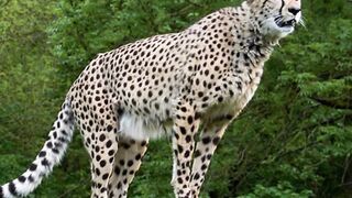 Amazing Facts About Animals | Factomobile