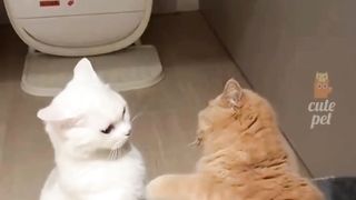 Cute kittens