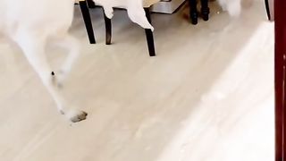 cat vs goat video