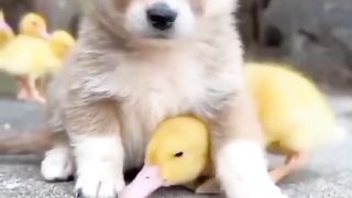 Animals funny video amazing habits