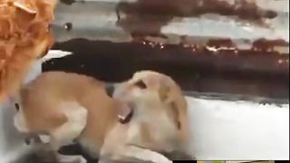 Funny ???? dog scared fake lion