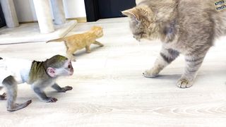 Baby monkey Susie does not let dad cat hiss at loud meow kitten while mom cat feeds kittens