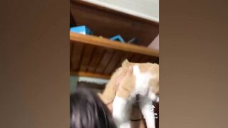 EXTREME Try Not to Laugh challenge