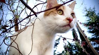 Cute cat