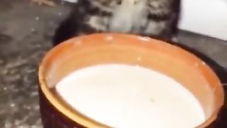 Приколы с котами????????Смешная подборка приколов