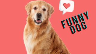 Funny friends and my best friends dog