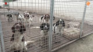 Bijna driehonderd honden in beslag genomen in Eersel