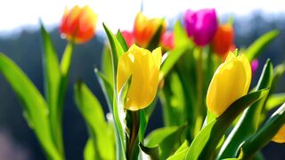 very nice Tulip watch and enjoy neature.