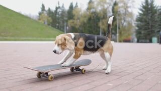 savage dog