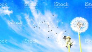 No copy rigt image