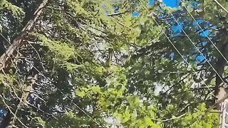 Muree