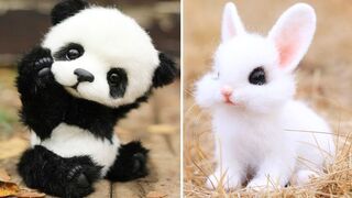 Cute baby animals Videos Compilation cute moment of the animals - Cutest Animals #41