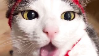 Funny cats videos compilation | cat video