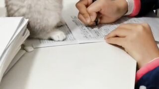 cute naughty cat
