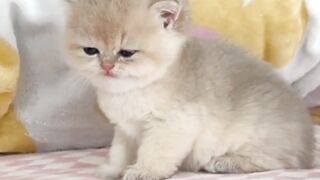sleeping kitten