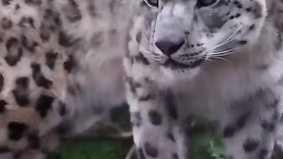 Leopard action