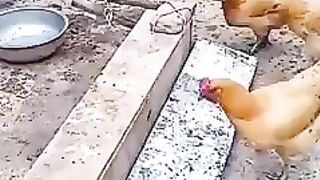 Funny Hens