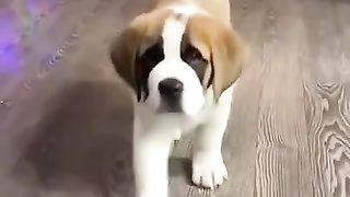 Смешные милый животные