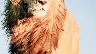 Sher p kute