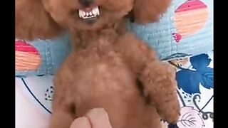 Funny cute dogs | best funny video