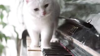 Funny animals - Funny cats / dogs - Funny animal videos 265