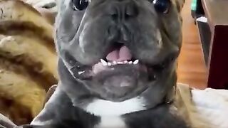 Funny_animals dogs