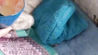Funny video, comedy scene, entertainment, viral funny video