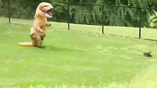 The funniest dogs..very funny video