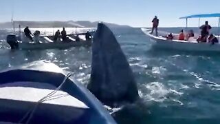 Big whale loving