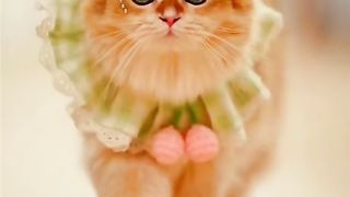 #Catlover????#Funnycat???? #modelcatwalk ????#Catwalkshows