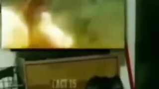 Animals funny videos ????????????funny videos dog please(sub1000k