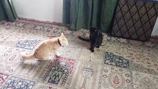 Unique cat fight