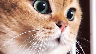 Pets Lovers | #shorts #viral #petslovers #febspot