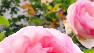 Beautiful flowers