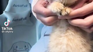 Mano billi k tamashay