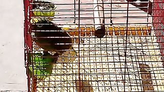 Yellow Amazon Talking Parrot | Indian Ringneck Parrot | Face to Face talking