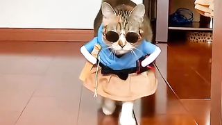 #Shorts Videos #funny shorts videos #Cat Lover #Funny Cat #model cat walk #Cat Walk Shows