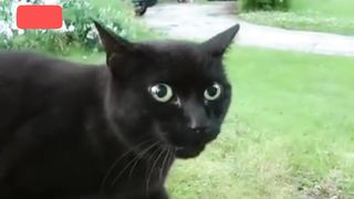 Funny Cats Arguing_Funny Cats videos 2023