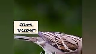 Wajiya91@