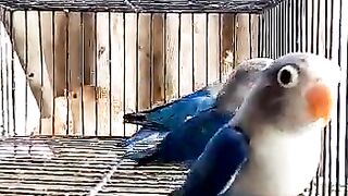 Blue Voilet Fishri Super Quality