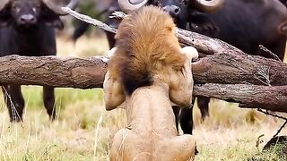 Animals Very dangerous