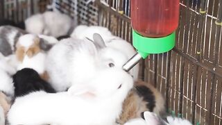 Baby bunnies drinking water