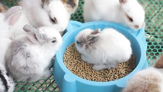 Bunnies eating feed