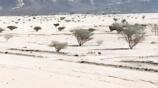 Duba city mountain