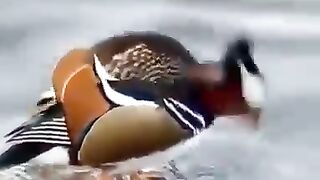 ALLAH