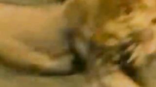 Animals 3.2M views