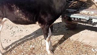 Cow sound and very beautiful