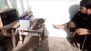 Loving and caring animals