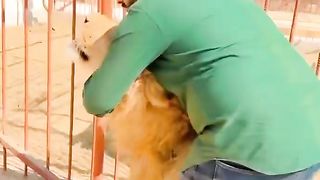 Lion lover Biggest Lion