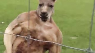 Kangroo on steroid part 2????????????